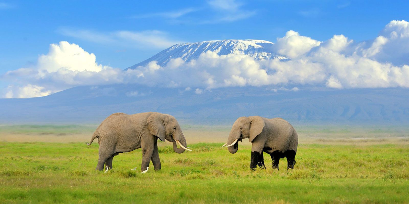Amboseli Safari