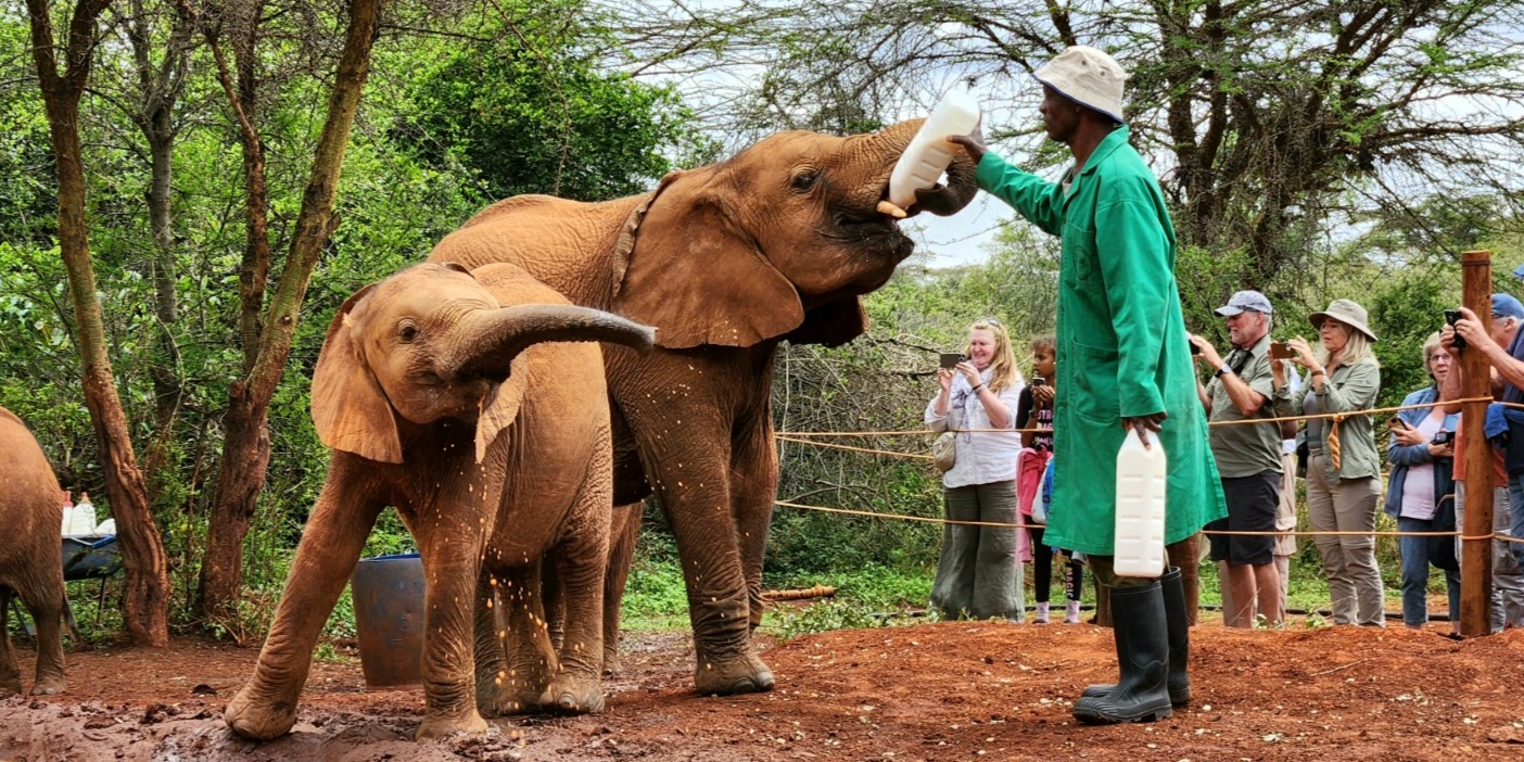 Nairobi National Park Safari