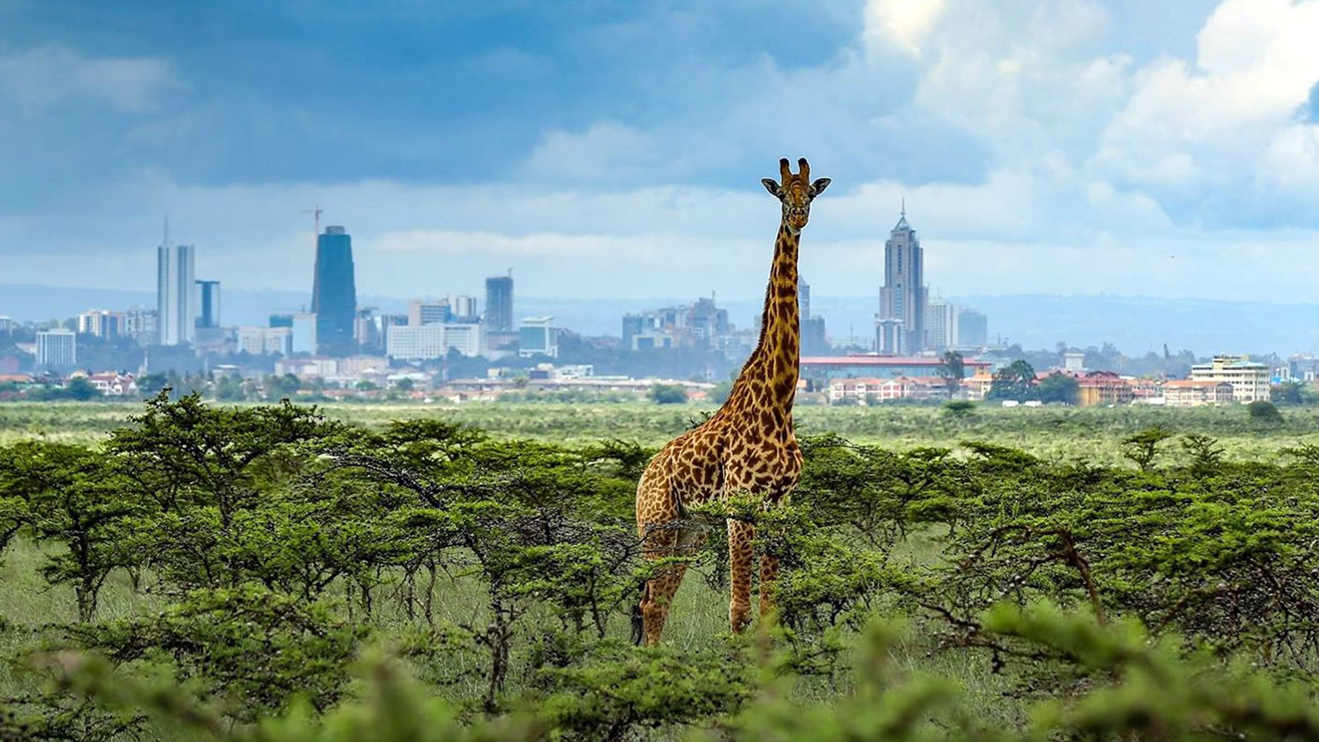 Nairobi National Park Game Drive